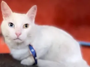 Gato raça Srd idade 1 ano nome Bowie 