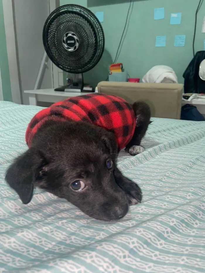 Cachorro raça Srd idade Abaixo de 2 meses nome Joaquim