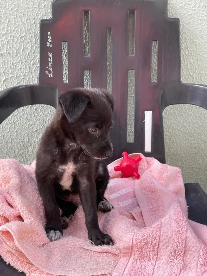 Cachorro raça Srd idade Abaixo de 2 meses nome Joaquim