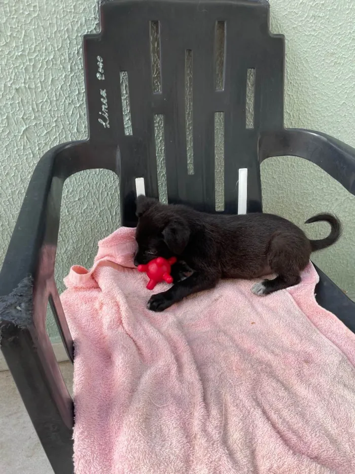 Cachorro raça Srd idade Abaixo de 2 meses nome Joaquim