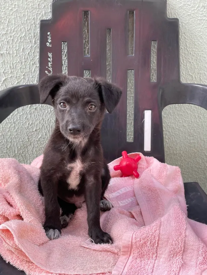 Cachorro raça Srd idade Abaixo de 2 meses nome Joaquim