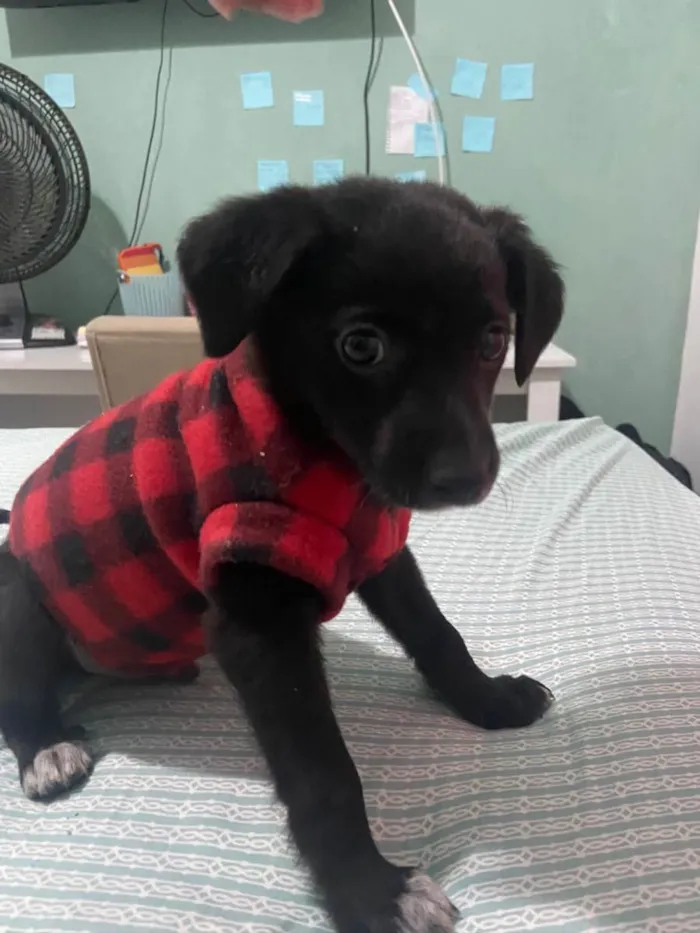 Cachorro raça Srd idade Abaixo de 2 meses nome Joaquim