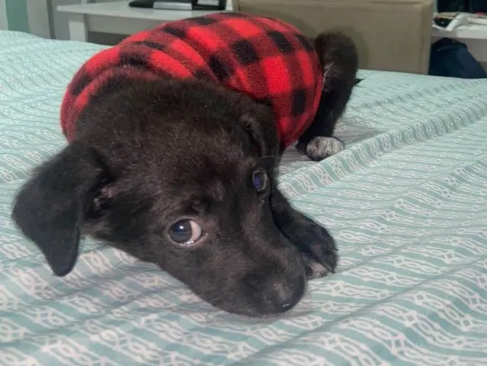 Cachorro raça Srd idade Abaixo de 2 meses nome Joaquim