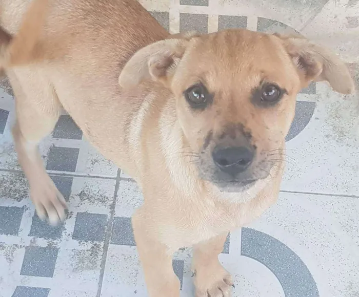 Cachorro ra a Vira lata idade 2 a 6 meses nome Não tem 