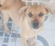 Não tem