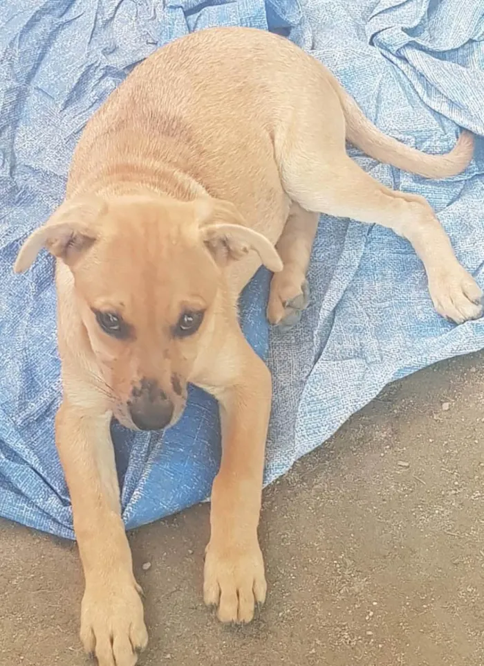 Cachorro ra a Vira lata idade 2 a 6 meses nome Não tem 