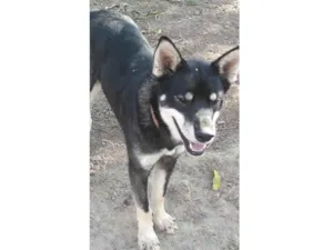 Cachorro raça Mestiço de husky  idade 7 a 11 meses nome Billy 