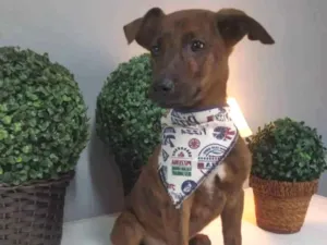 Cachorro raça SRD idade 2 a 6 meses nome Taison 