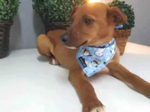 Cachorro raça SRD idade 2 a 6 meses nome Thor