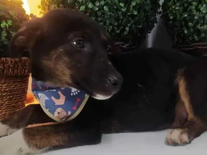Cachorro raça SRD idade 2 a 6 meses nome Thanos