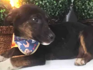 Cachorro raça SRD idade 2 a 6 meses nome Thanos