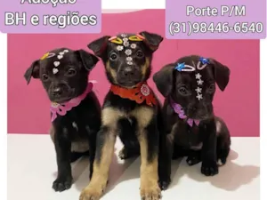 Cachorro raça SRD idade Abaixo de 2 meses nome Filhotes