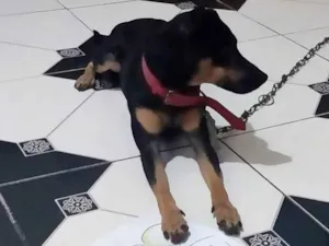 Cachorro raça Vira-lata misturado com pinsch idade 2 anos nome Moon 
