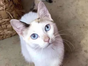Gato raça Srd idade 7 a 11 meses nome Ariel 