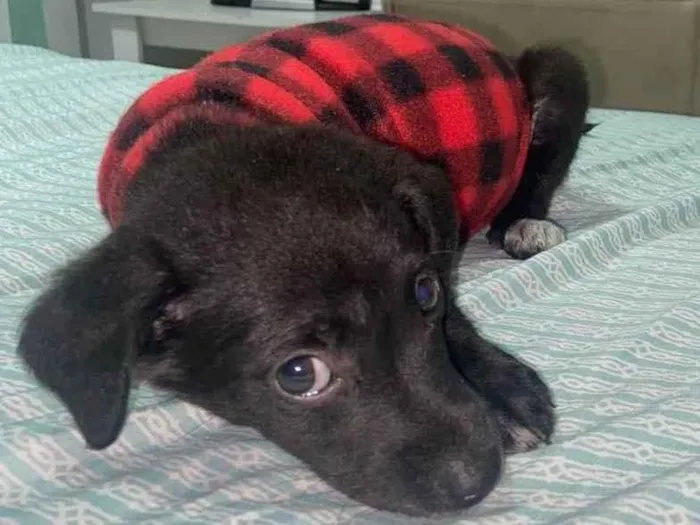 Cachorro raça Srd idade Abaixo de 2 meses nome Joaquim