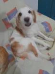Cachorro raça Srd idade 3 anos nome Anakin