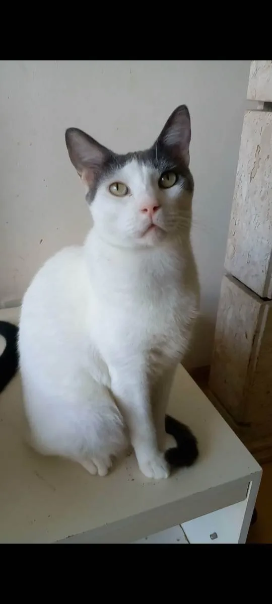 Gato raça Srd  idade 2 anos nome John 