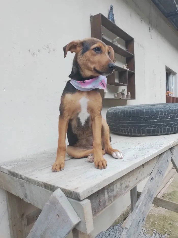 Cachorro ra a Srd idade 2 a 6 meses nome Sofi