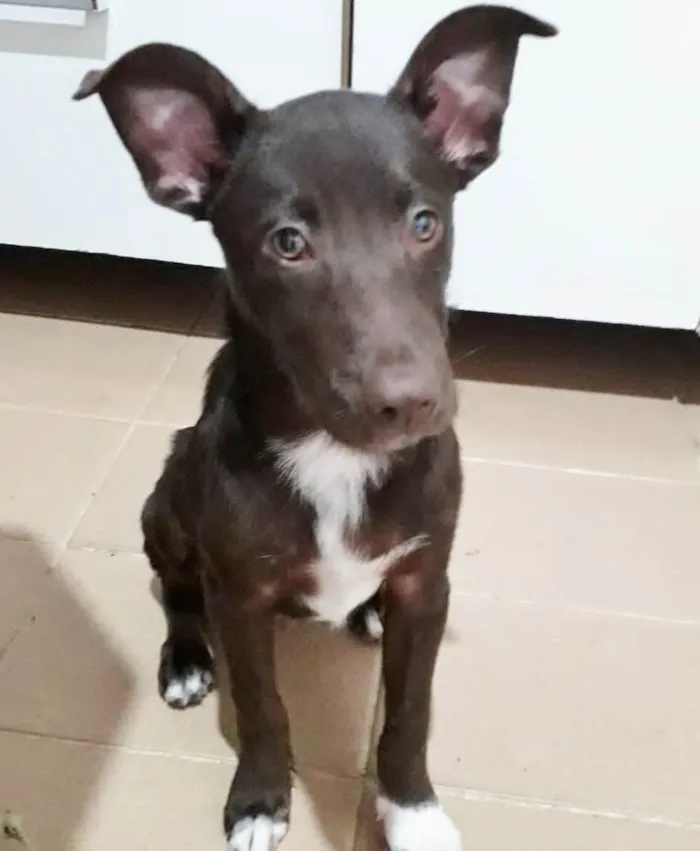 Cachorro raça SRD idade 7 a 11 meses nome HARRY