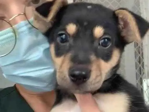 Cachorro raça SRD ( SEM RACA DEFINIDA) idade 2 a 6 meses nome PLUTO