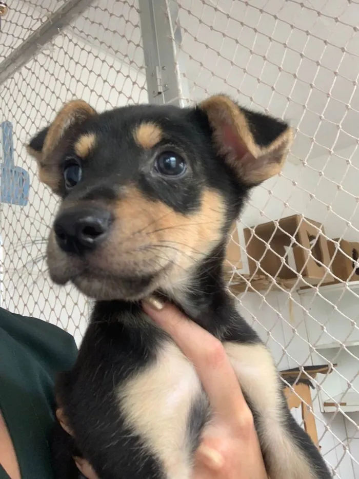 Cachorro raça SRD ( SEM RACA DEFINIDA) idade 2 a 6 meses nome PLUTO