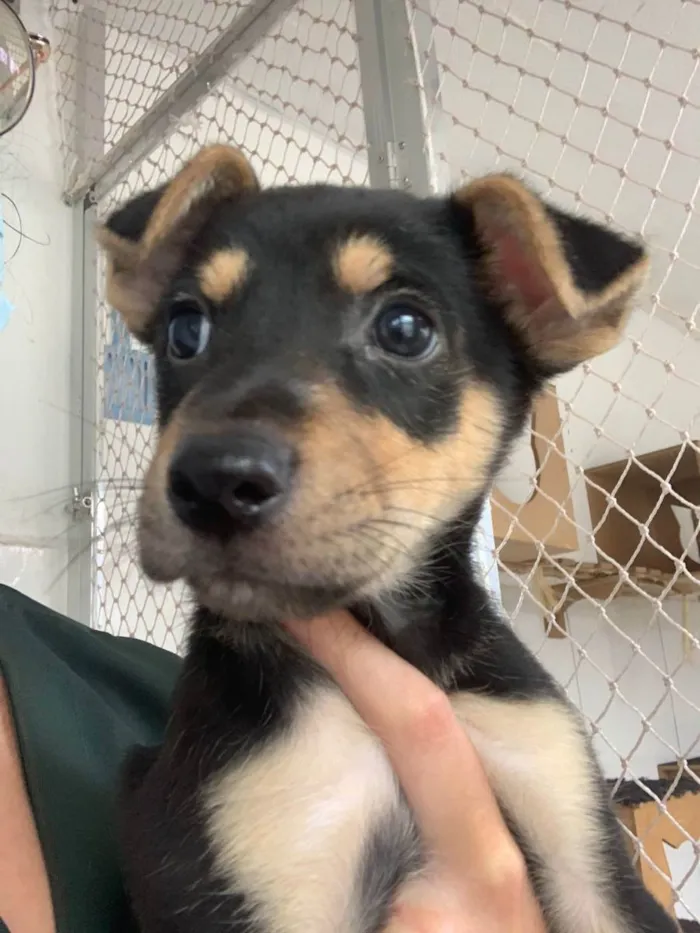 Cachorro raça SRD ( SEM RACA DEFINIDA) idade 2 a 6 meses nome PLUTO