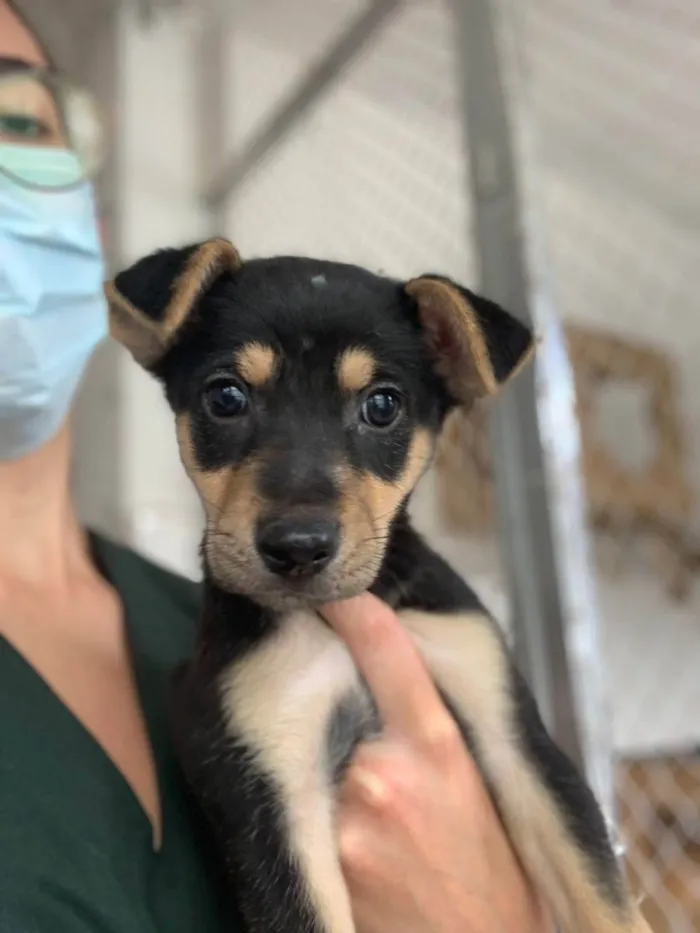 Cachorro raça SRD ( SEM RACA DEFINIDA) idade 2 a 6 meses nome PLUTO