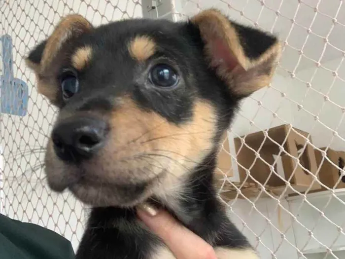 Cachorro raça SRD ( SEM RACA DEFINIDA) idade 2 a 6 meses nome PLUTO