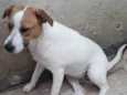 Cachorro raça SRD idade 1 ano nome DON