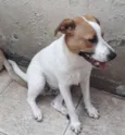 Cachorro raça SRD idade 1 ano nome DON
