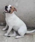 Cachorro raça SRD idade 1 ano nome DON