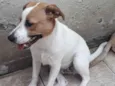 Cachorro raça SRD idade 1 ano nome DON