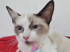 Gato raça SRD idade 2 a 6 meses nome MADALENA
