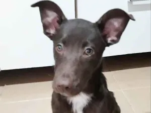 Cachorro raça SRD idade 7 a 11 meses nome HARRY