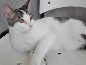 Gato raça SRD idade 1 ano nome BENJI