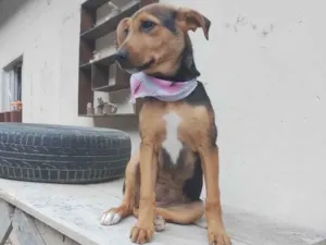 Cachorro raça Srd idade 2 a 6 meses nome Sofi