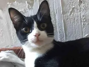 Gato raça Srd idade 1 ano nome Margô 
