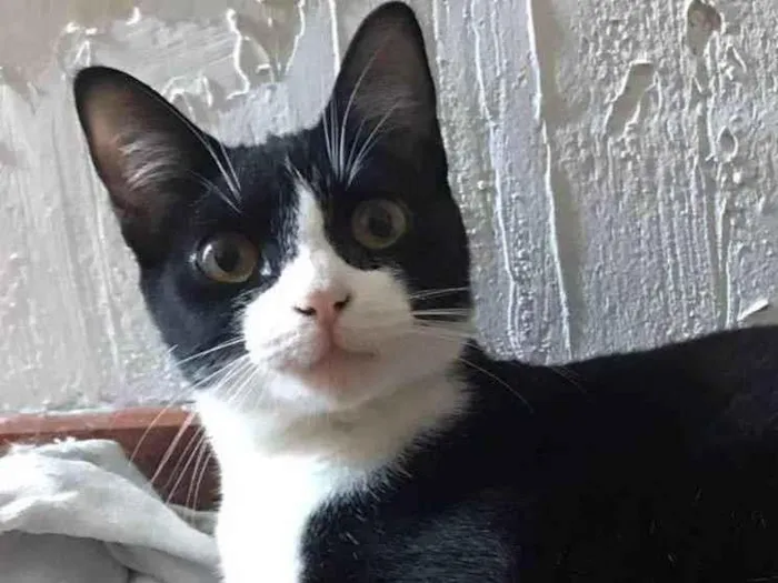 Gato ra a Srd idade 1 ano nome Margô 