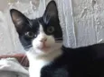 Margô