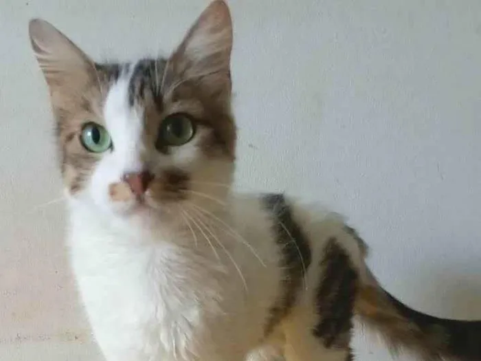 Gato raça Srd idade 7 a 11 meses nome Amora