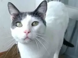Gato raça Srd  idade 2 anos nome John 