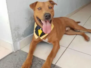 Cachorro raça SrD idade 1 ano nome Thor
