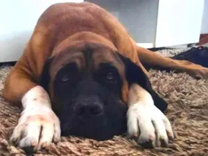 Cachorro raça São Bernardo  idade 3 anos nome BORIS