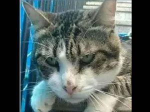 Gato raça srd tigradinha idade 4 anos nome RAÍ