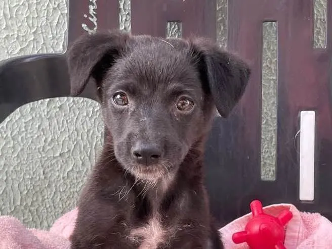 Cachorro raça Srd idade Abaixo de 2 meses nome Joaquim