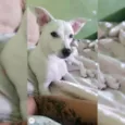 Bela