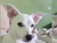 Bela