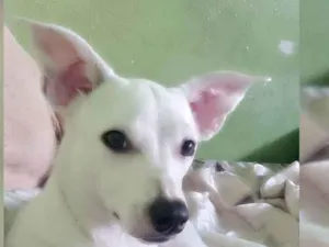 Cachorro raça Srd idade 7 a 11 meses nome Bela