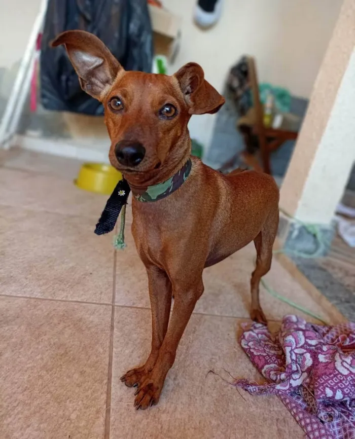 Cachorro ra a Mix pinsher  idade 1 ano nome Madruguinha 