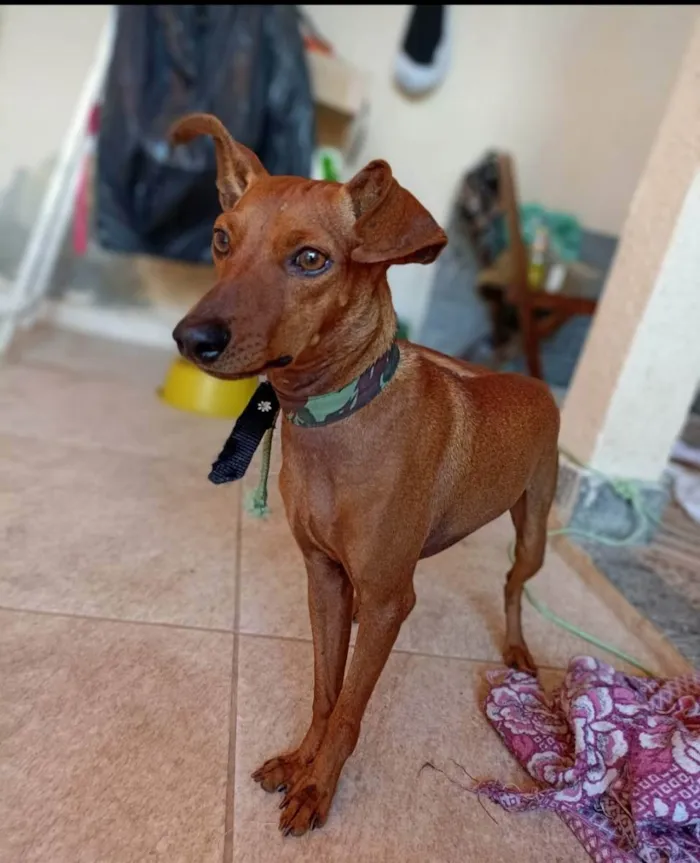Cachorro ra a Mix pinsher  idade 1 ano nome Madruguinha 